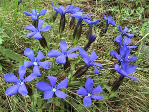 Trumpet Gentian