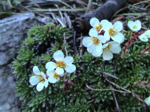 Cushion Saxifrage