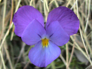 Wild Pansy