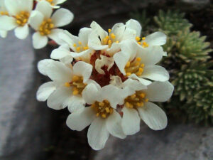 Mount Olympus Saxifrage