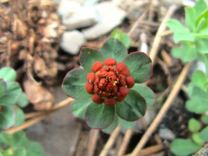 Mountain Spurge