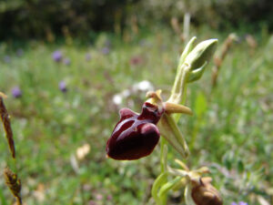 Fly Orchid