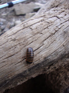 Striped Woodlouse