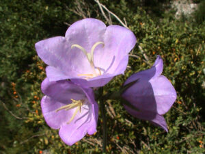 Peach-leaved Bellflower