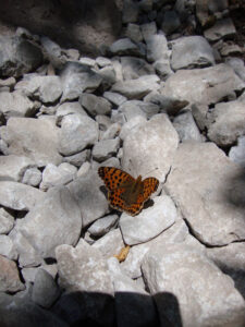 High Brown Fritillary