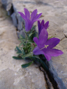 Olympus Bellflower