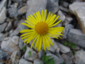 Yellow Fleabane