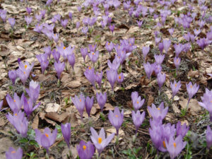 Spring Crocus