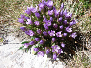 Clustered Bellflower