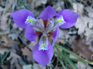 Balkan Iris