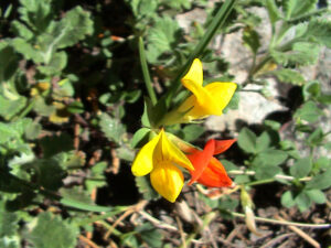 Bird’s-foot Trefoil