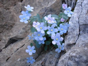 Alpine Forget-Me-Not