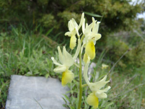 Elder-flowered Orchid