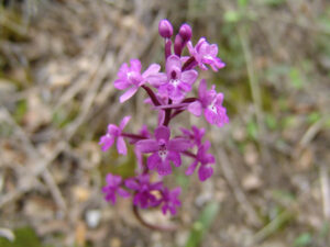 Pink Butterfly Orchid