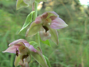 Broad-leaved Helleborine