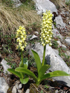 Elder-flowered Orchid