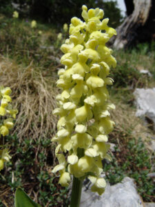 Elder-flowered Orchid