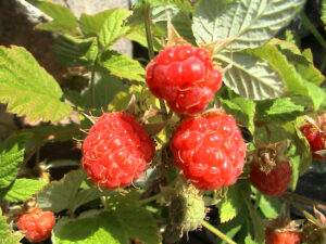 European Raspberry