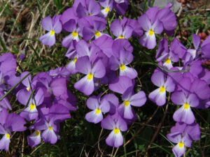 Mountain Pansy