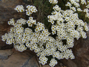 Sweet Alyssum