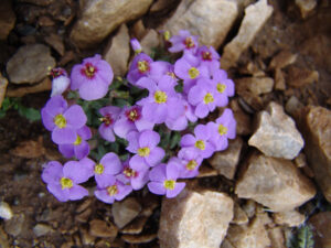 Olympus Rock Cress