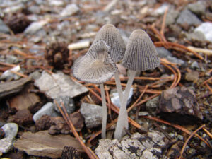 Pleated Inkcap
