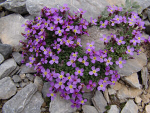 Alpine Rock Cress