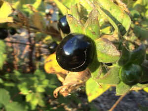 Black Nightshade