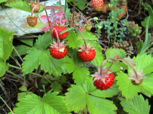 Wild Strawberry