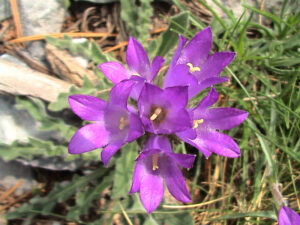 Clustered Bellflower