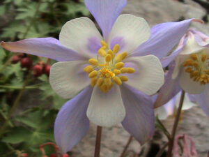 Common Columbine