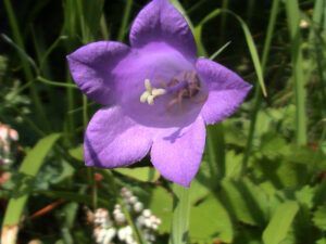 Serbian Bellflower