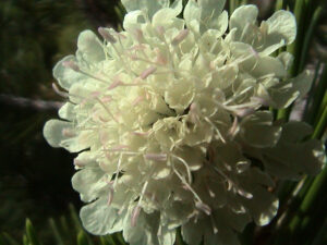 Field Scabious