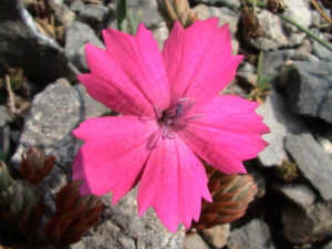 Alpine Pink
