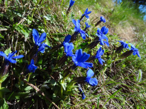Trumpet Gentian