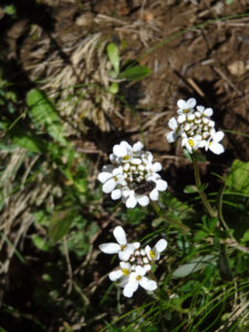 Candytuft