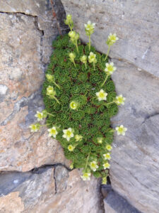 Rosette Saxifrage