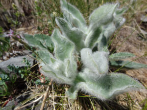 Woolly Mullein