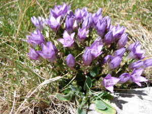 Clustered Bellflower