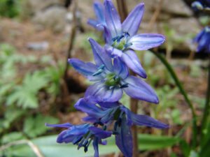 Siberian Squill