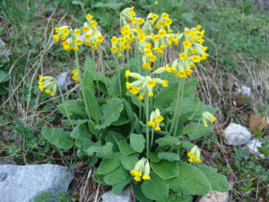 Cowslip