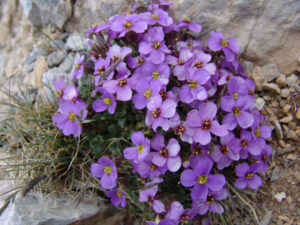 Olympus Rock Cress