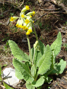Cowslip