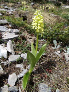 Mount Olympus Orchid