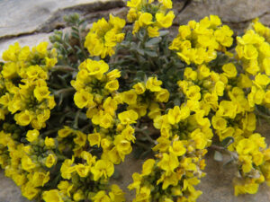 Mount Olympus Wallflower