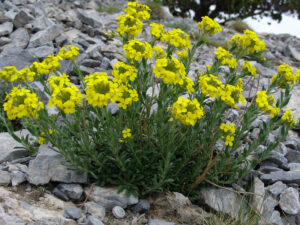 Mount Olympus Wallflower