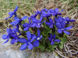 Spring Gentian