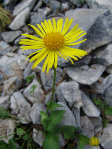 Mount Olympus Fleabane