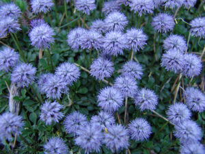 Alpine Globularia