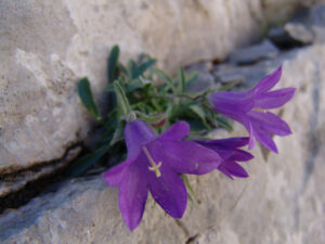 Olympus Bellflower